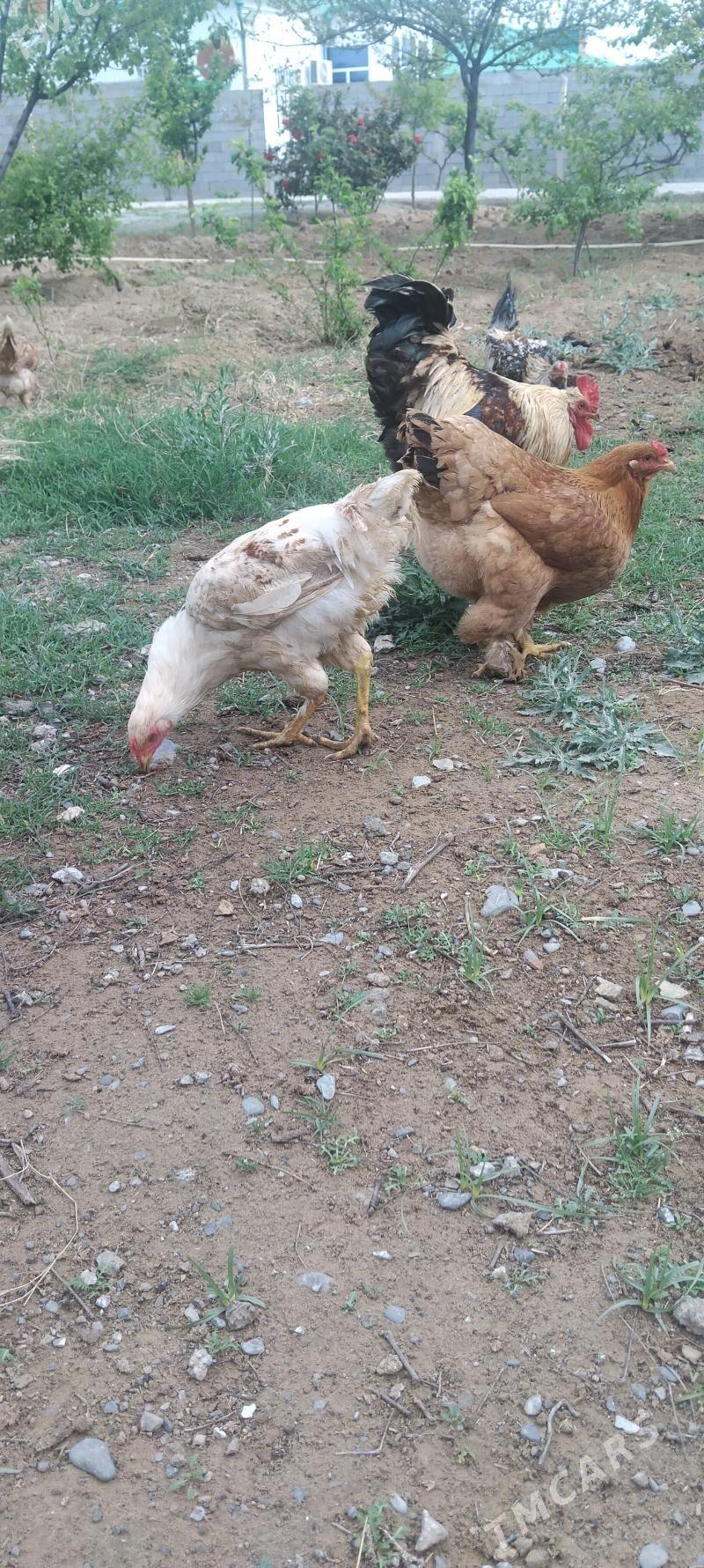 horaz - Тязе заман - img 1