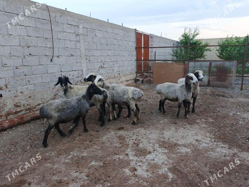 Bakylan goýun - Бахарден - img 1