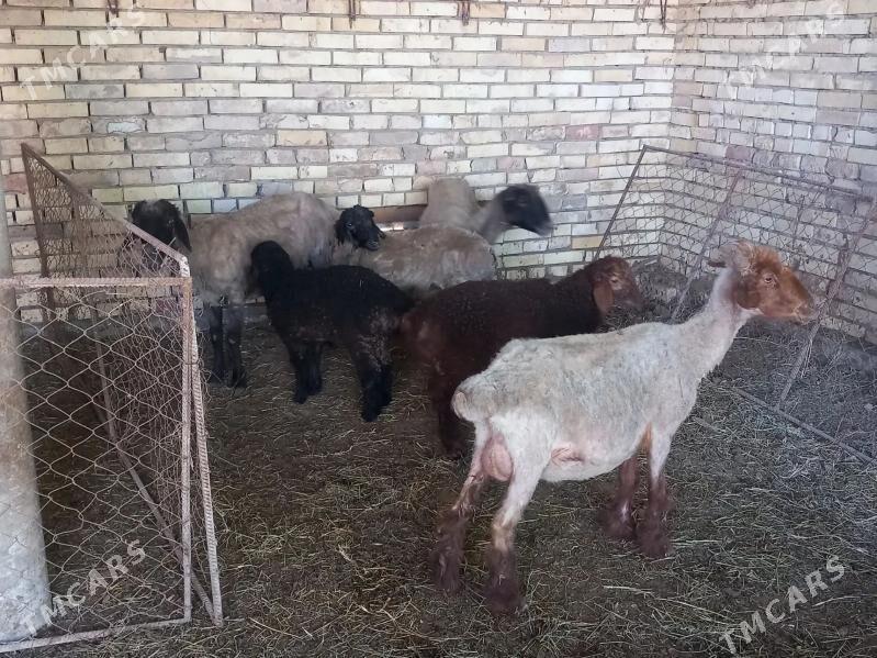 Guzuly goýun - Сакарчага - img 1