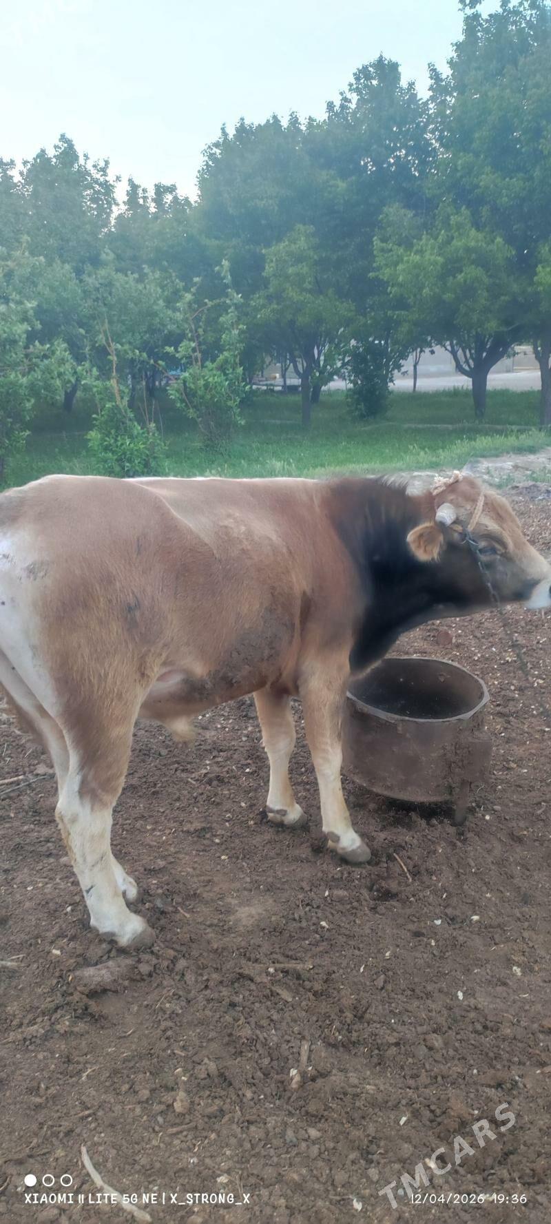 öküz - Bäherden - img 1