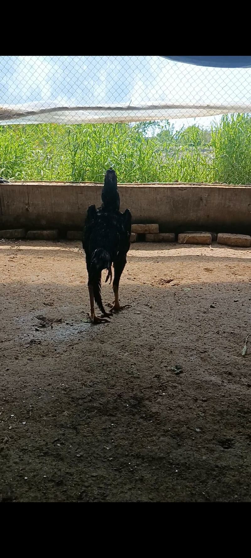 Shamoo arassa - Керки - img 1