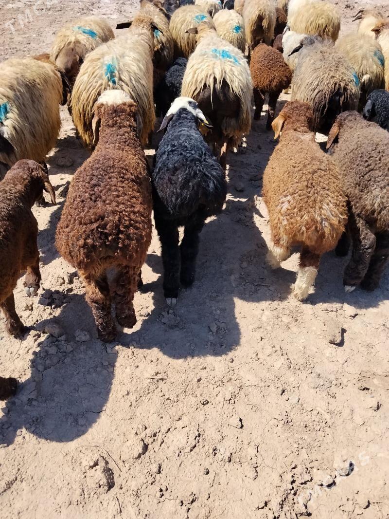 Uly Guzly GOYUN - Теджен - img 1