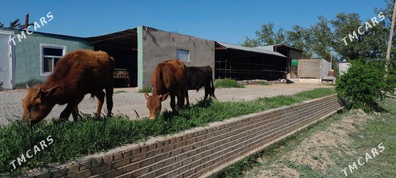 Öküzçeler - Murgap - img 1