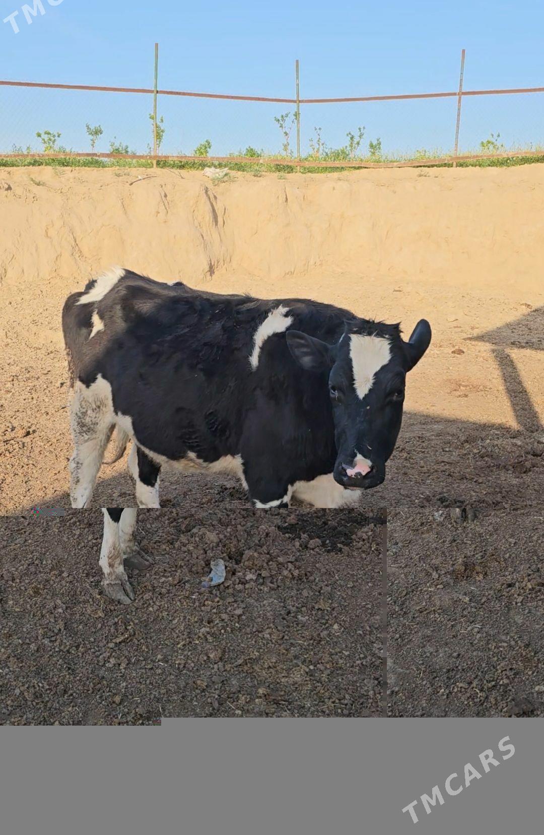 golişteyn tűwe - Ак-Бугдайский этрап - img 1