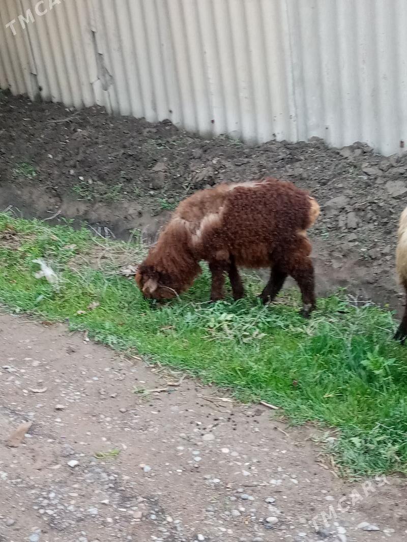 Berre tokly - Ýolöten - img 1