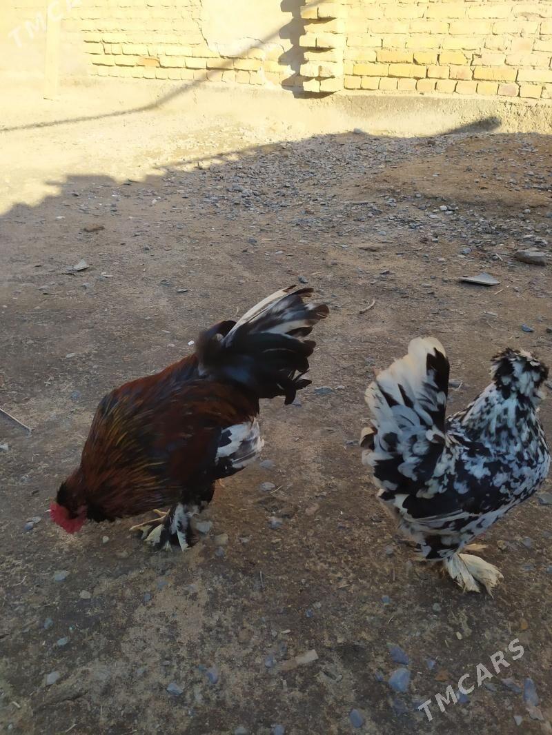 karlik - Çärjew - img 1