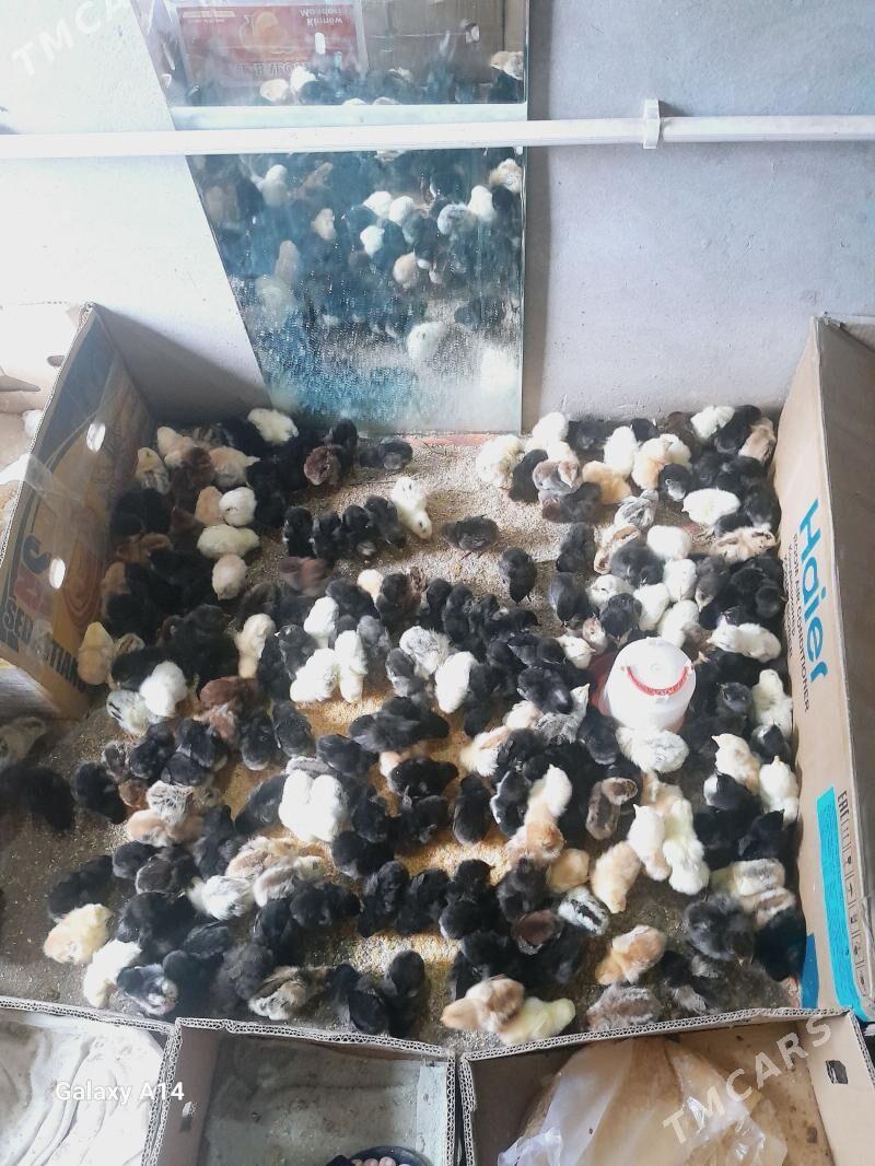 juje - Дянев - img 1