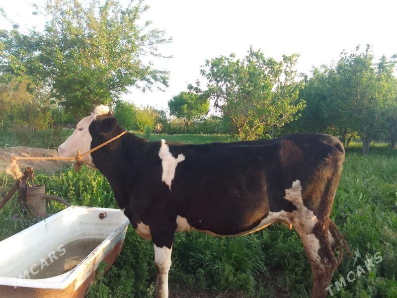 унаджын - Чарджоу - img 1