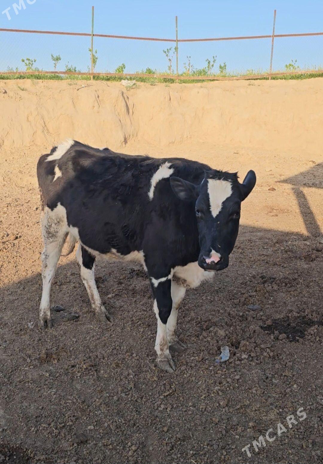 golişteyn tűwe - Ак-Бугдайский этрап - img 1