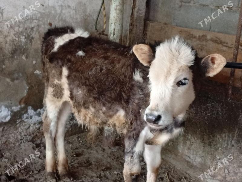 Simental öküz - Гёкдепе - img 1