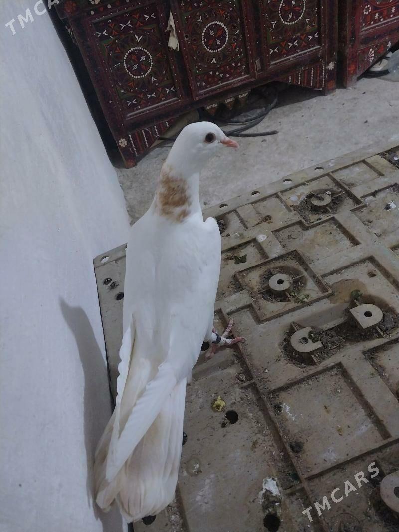 kepderi - Гызыларбат - img 1