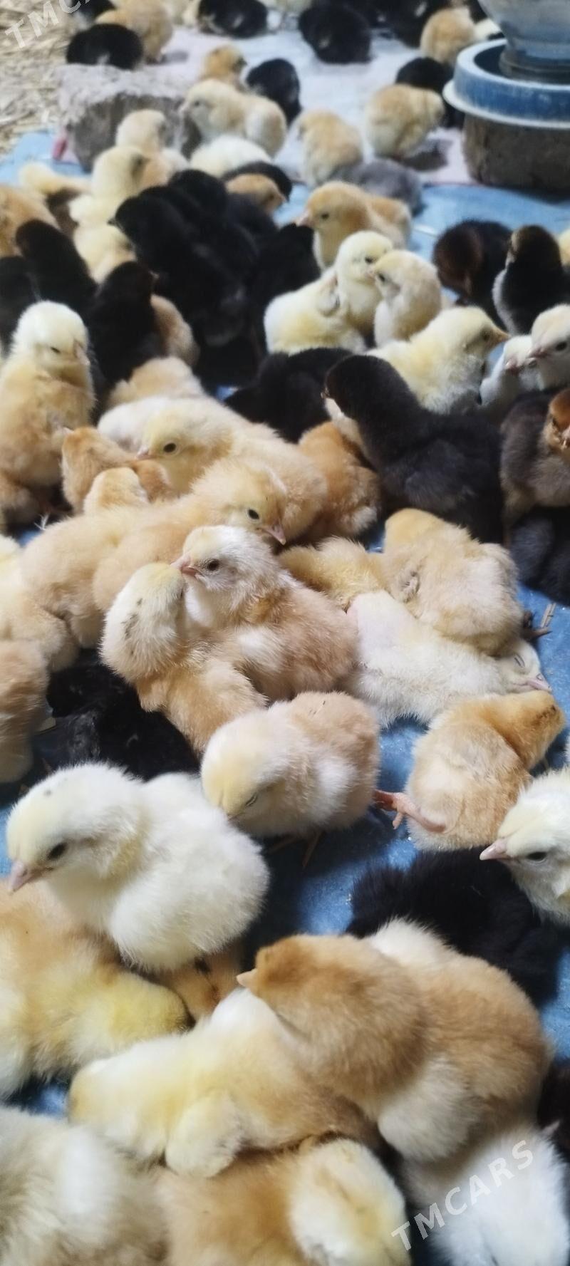 jujeler - Дашогуз - img 1