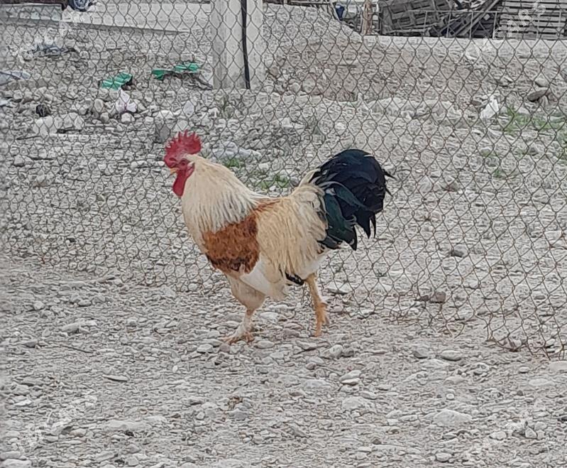 horaz - Balkanabat - img 1