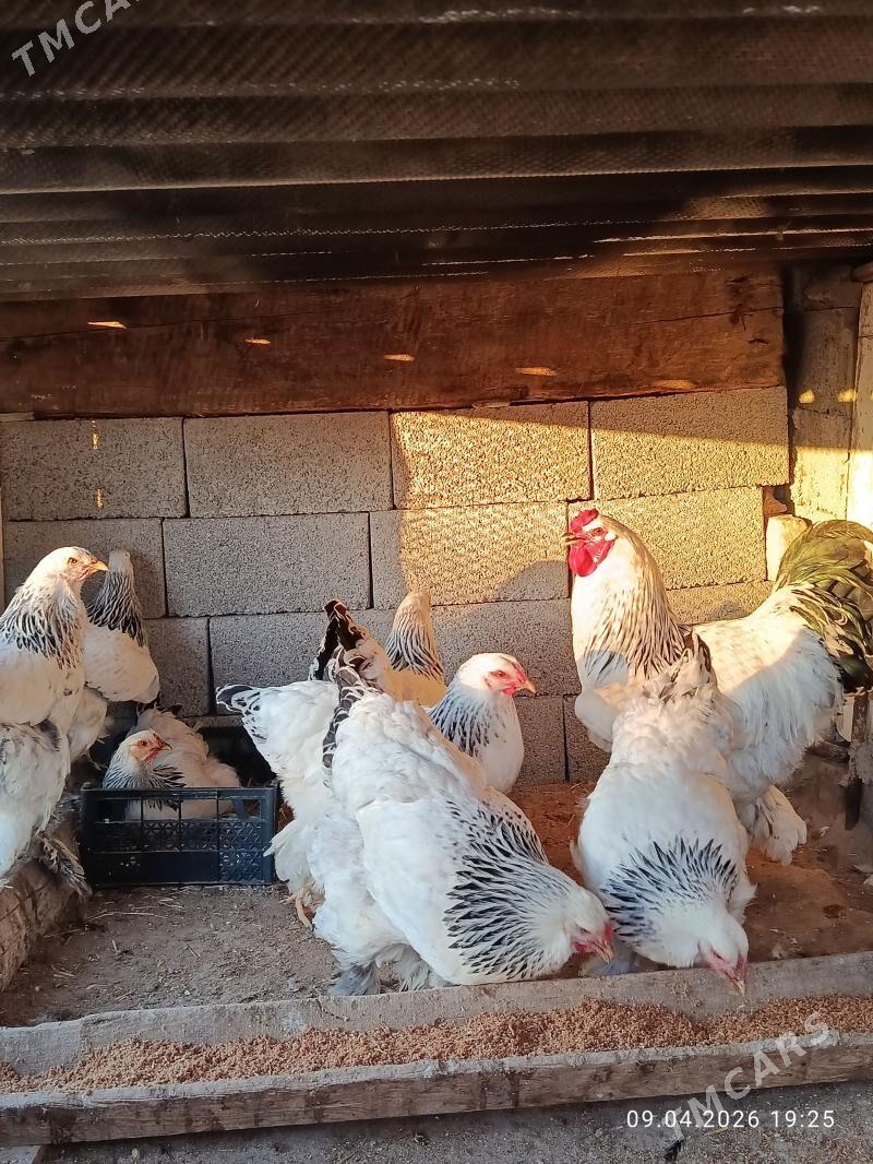 brama myramor - Gyzylarbat - img 1