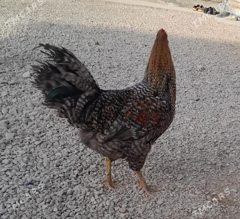 horaz - Balkanabat - img 1