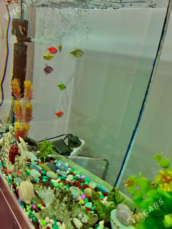 akwarium - Рухабат (90-й разьезд) - img 1