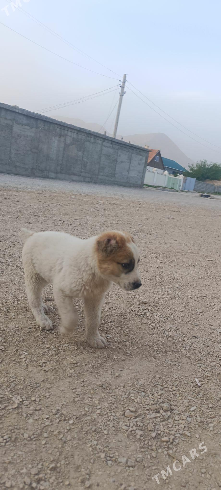 Alabaý - Балканабат - img 1