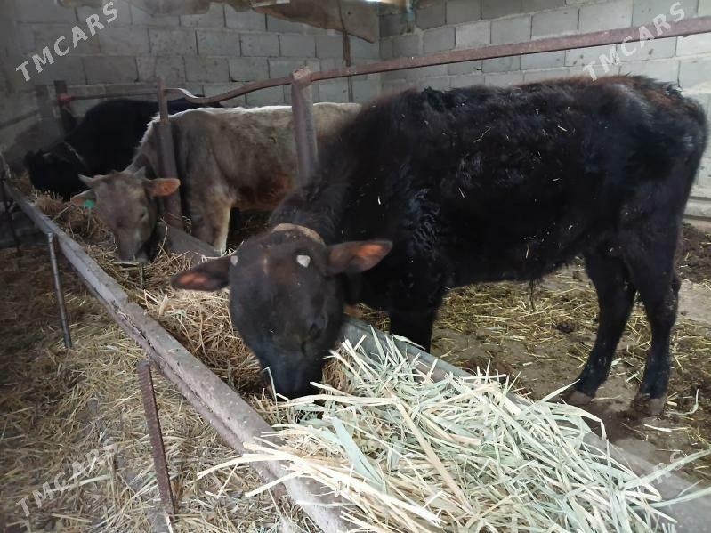 3 okuz - Гызыларбат - img 1