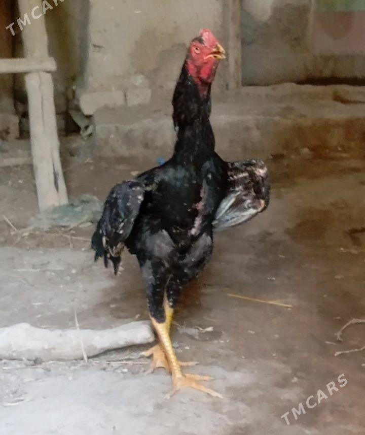 dekan horaz - Boldumsaz - img 1