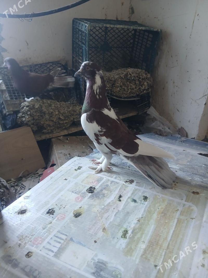 kepderi - Änew - img 1