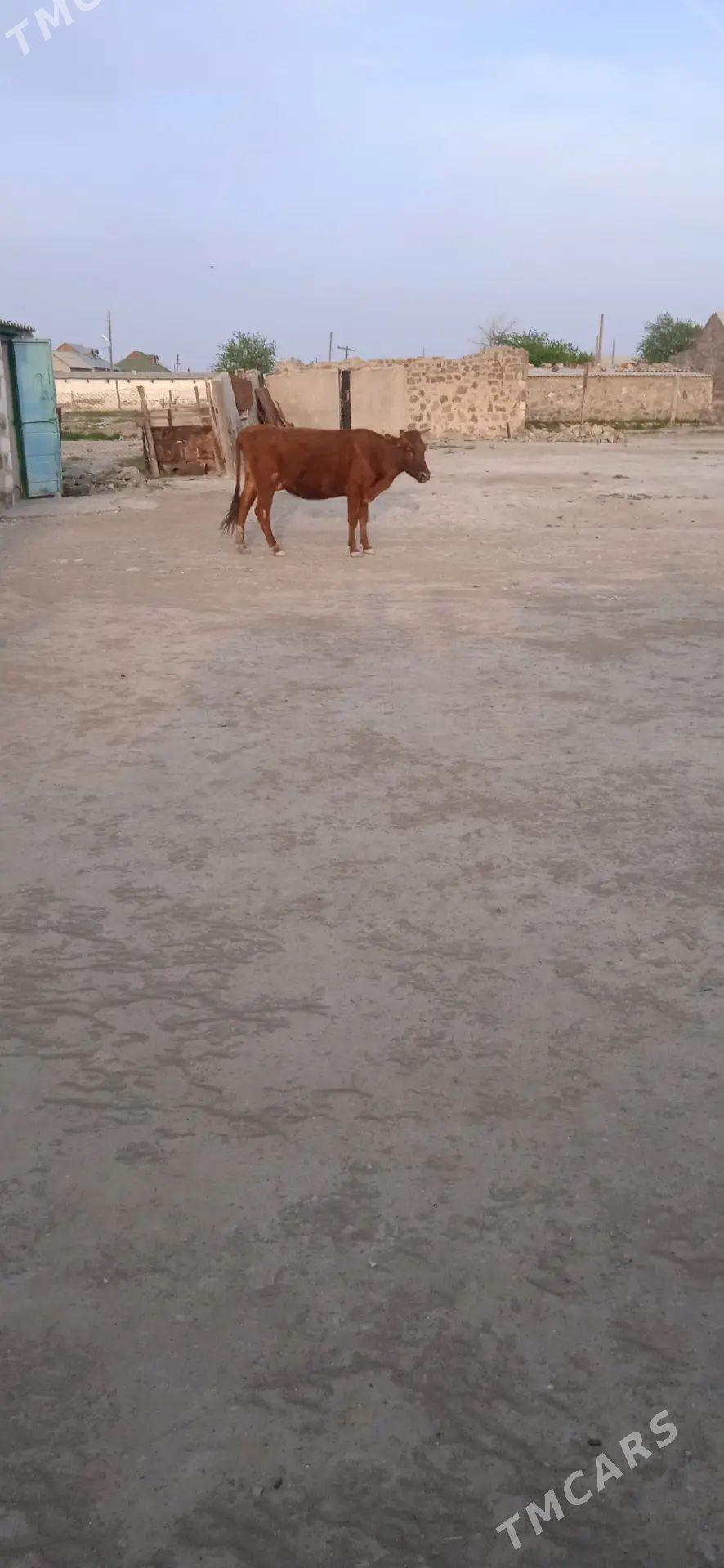 sygyr - Гумдаг - img 1