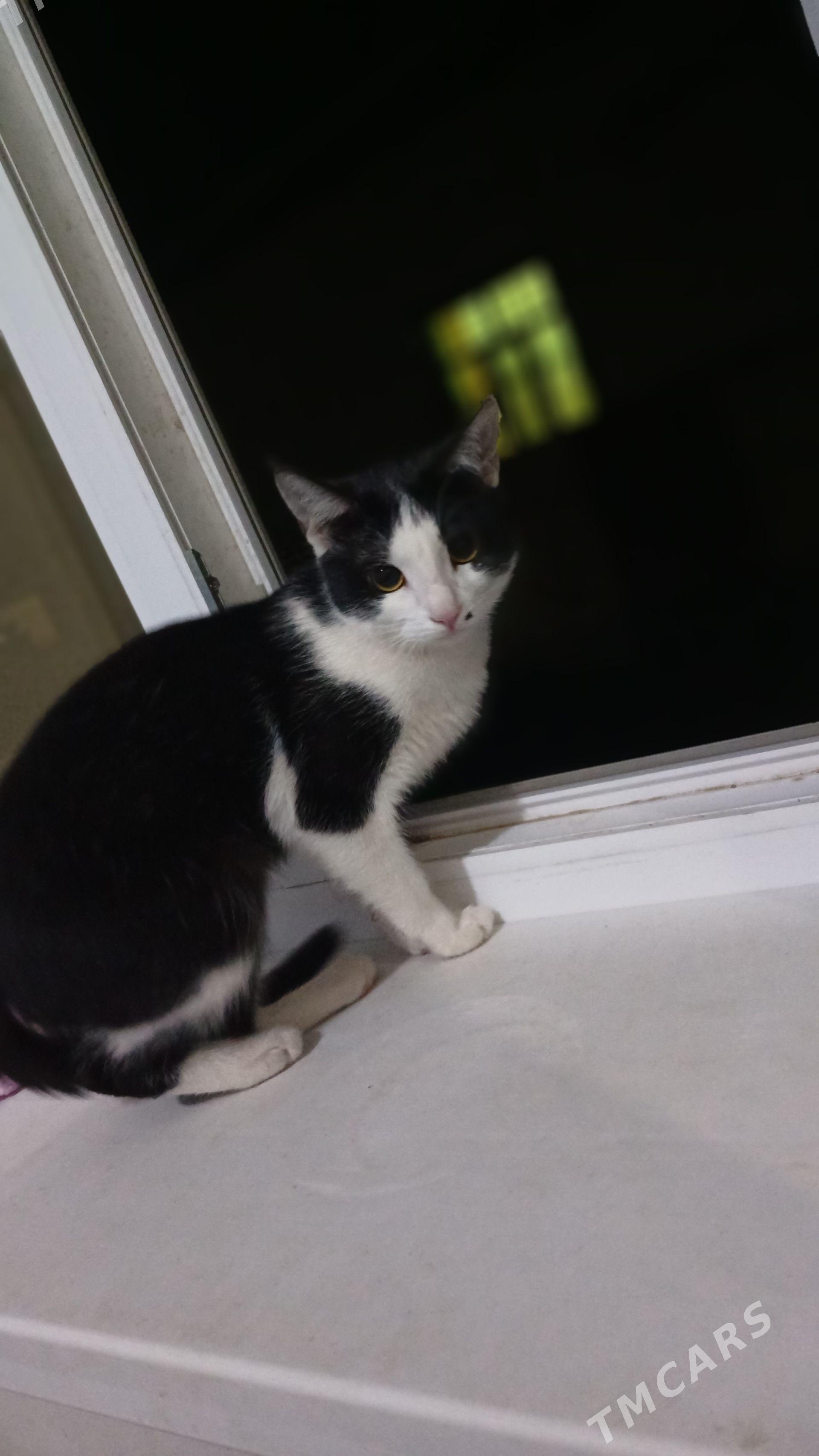 Erkek pişik - Дашогуз - img 1