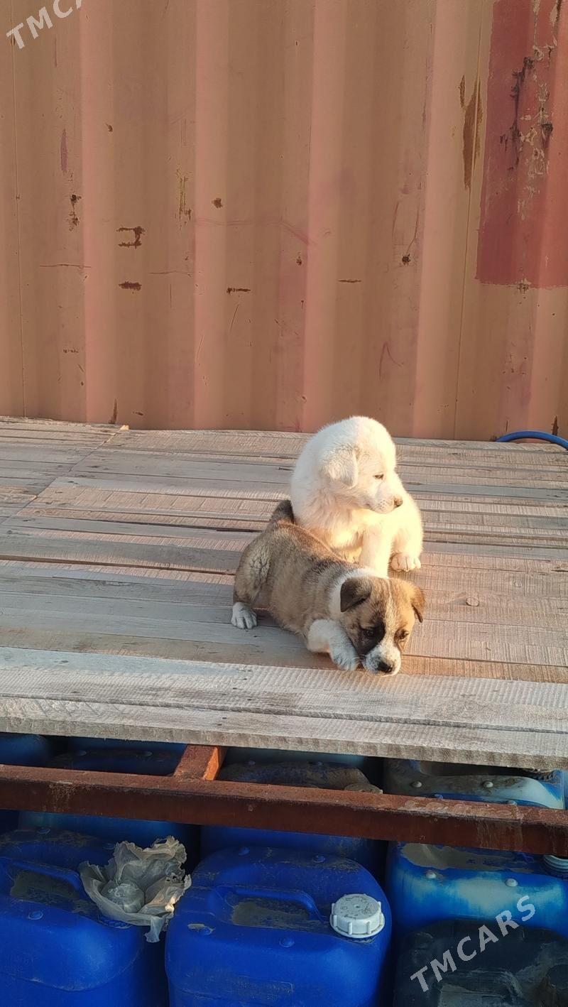 gujuk - Mary - img 1