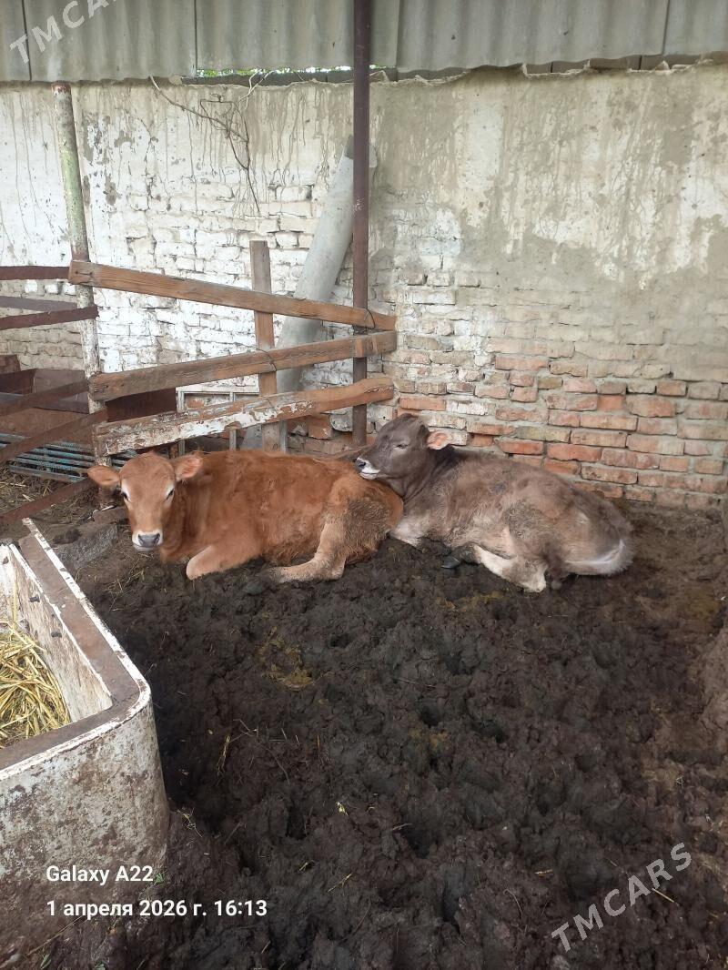 tuwe 2 sany - Бахарден - img 1