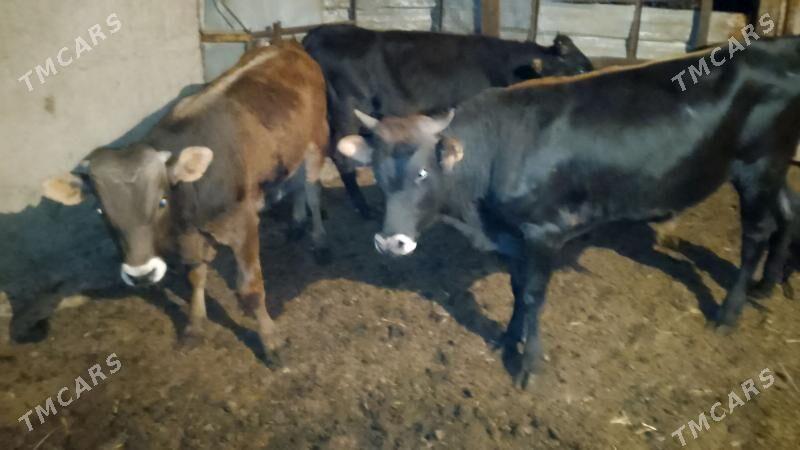 ökuz - Büzmeýin - img 1