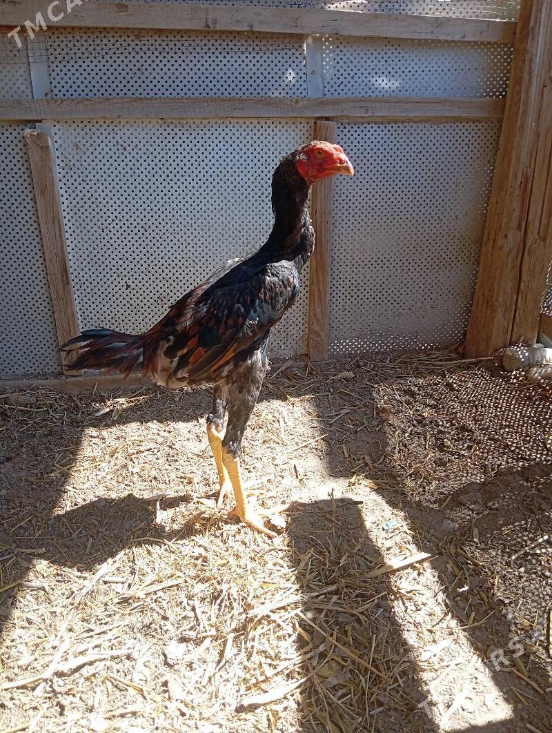 horaz - Daşoguz - img 1