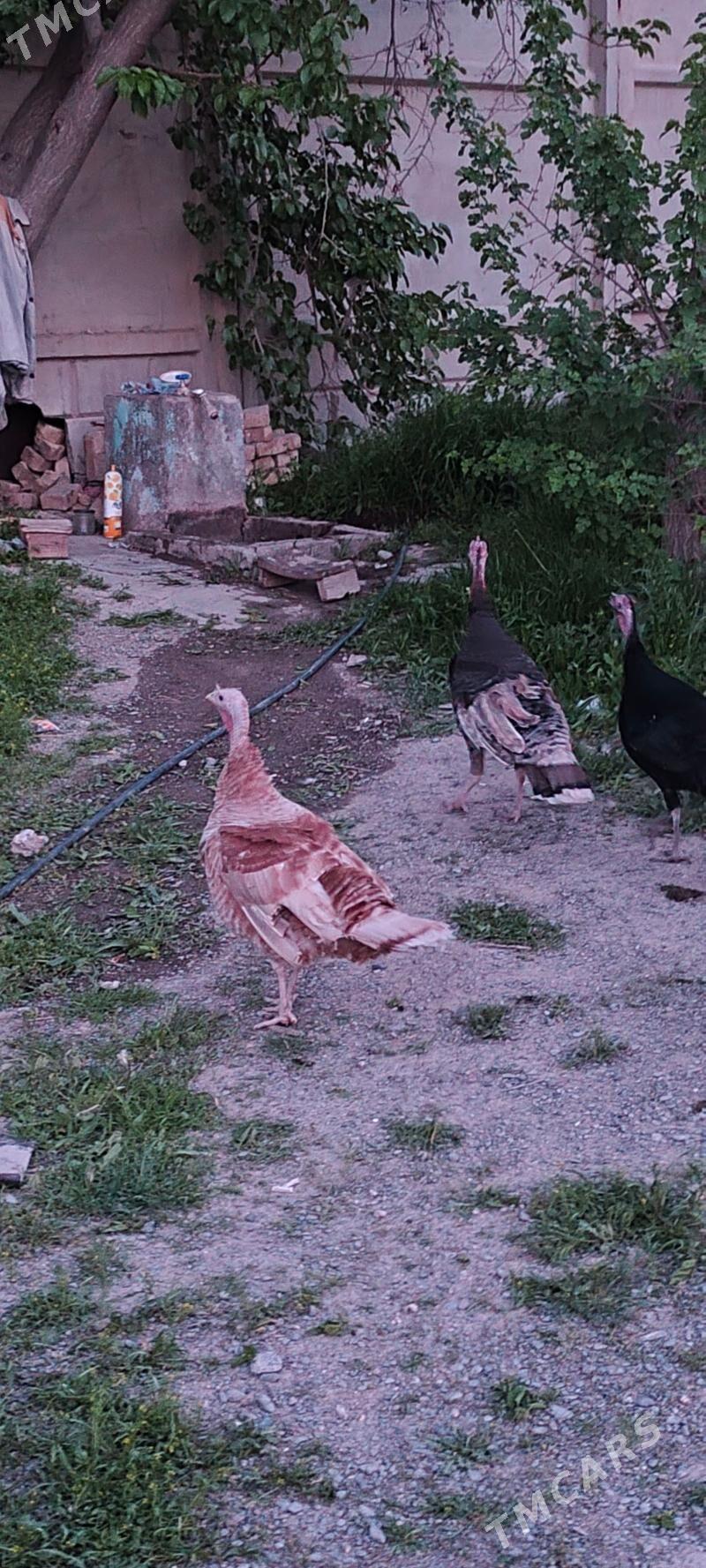 induk - Gökdepe - img 1