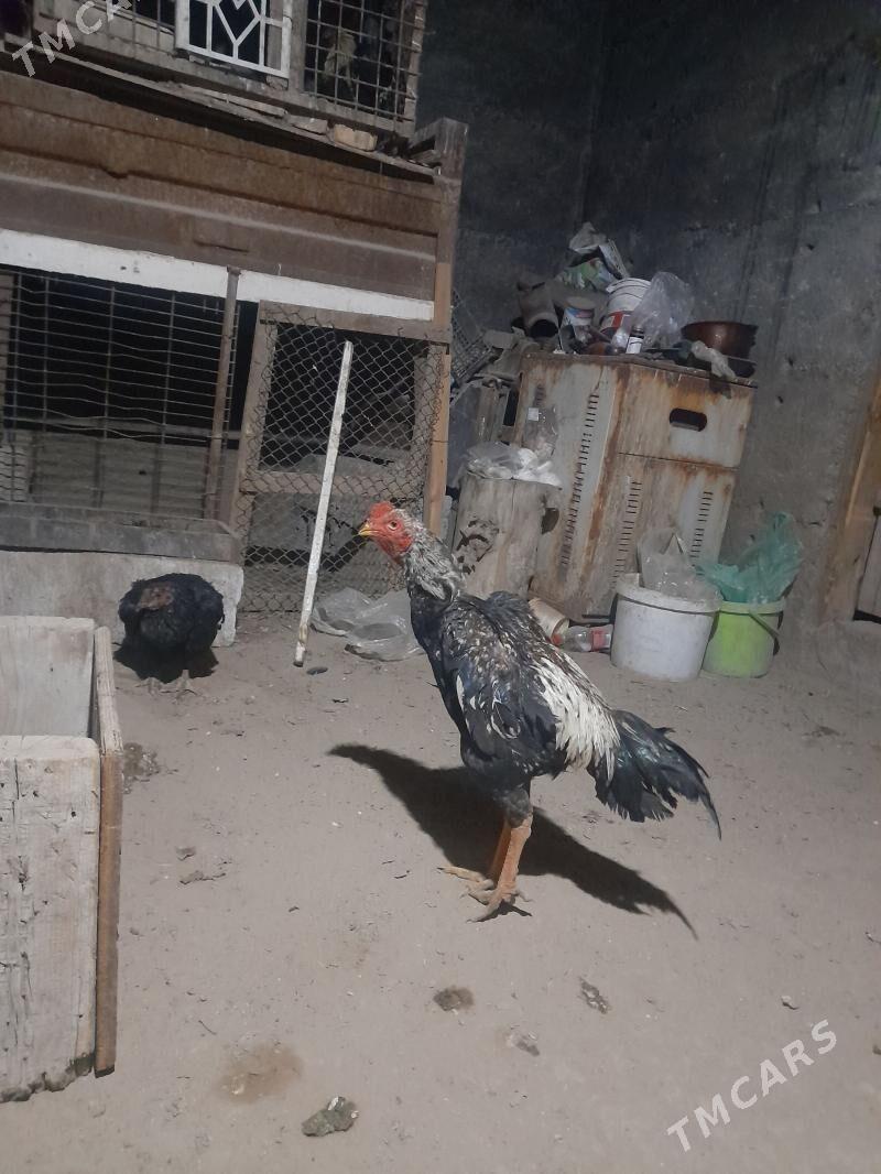 taşken horaz - Gypjak - img 1