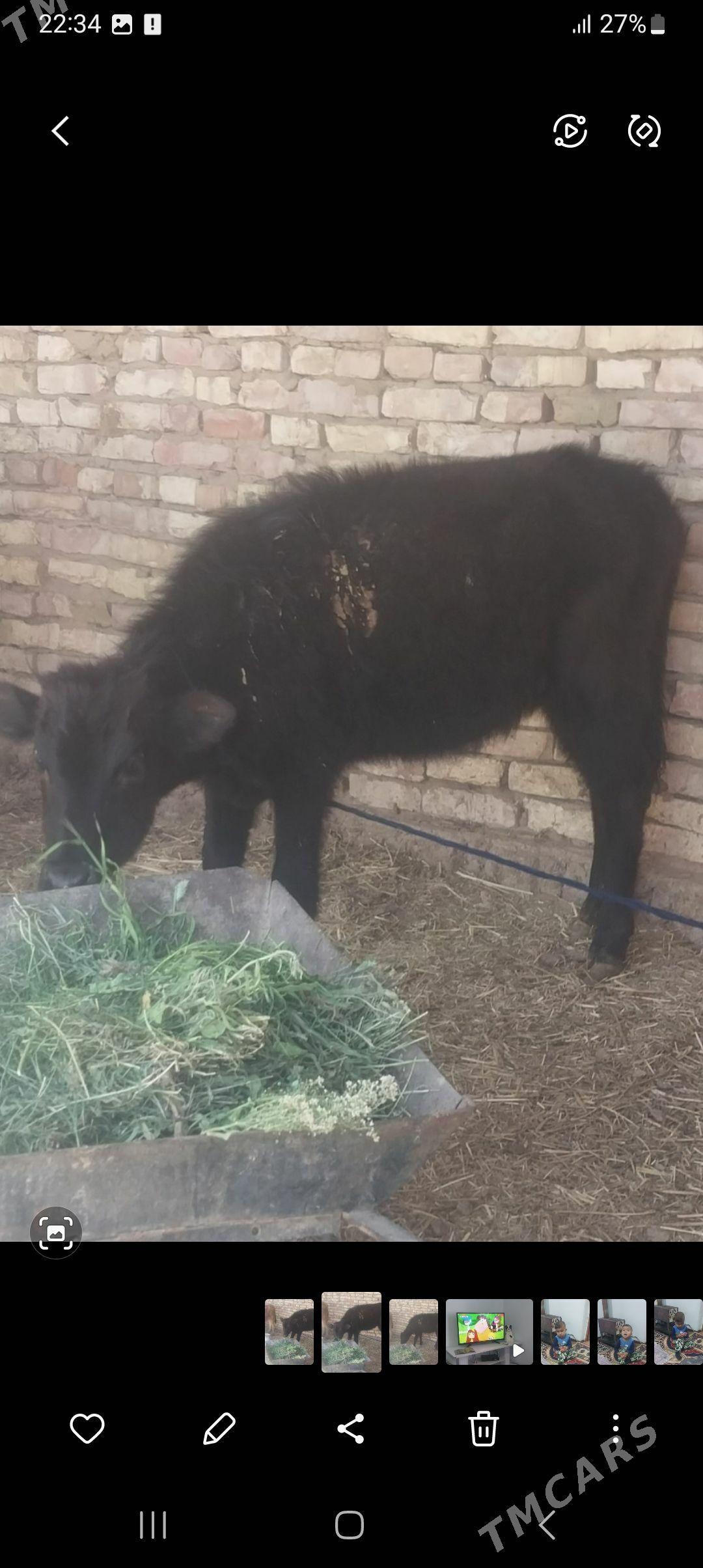 tvwe - Babadaýhan - img 1