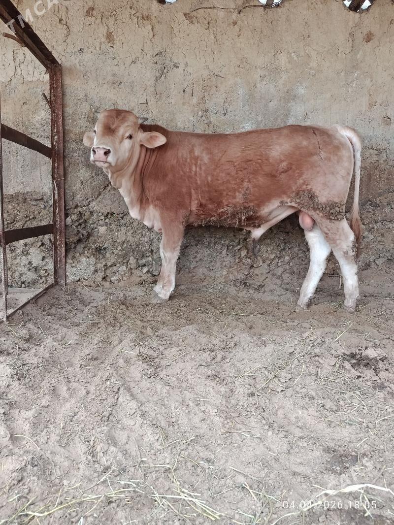 okuz - Aşgabat - img 1