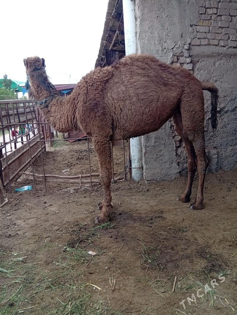 owsuk - Теджен - img 1