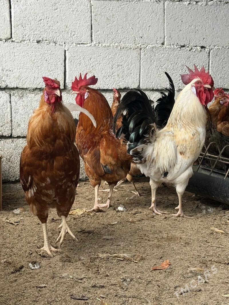 horaz - Ак-Бугдайский этрап - img 1