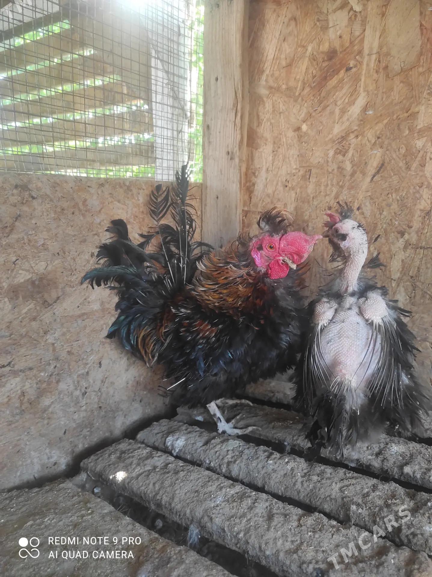 карлик ёжик - Сакар - img 1