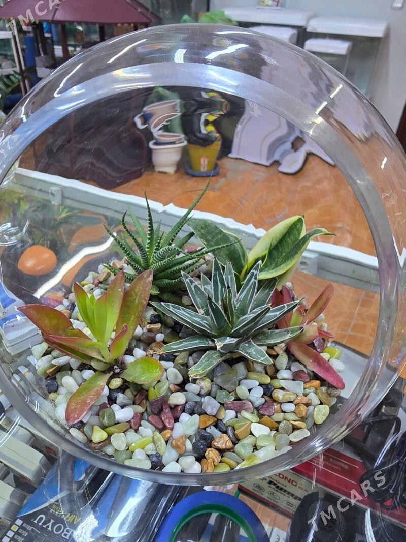 Флорариум - Ашхабад - img 1