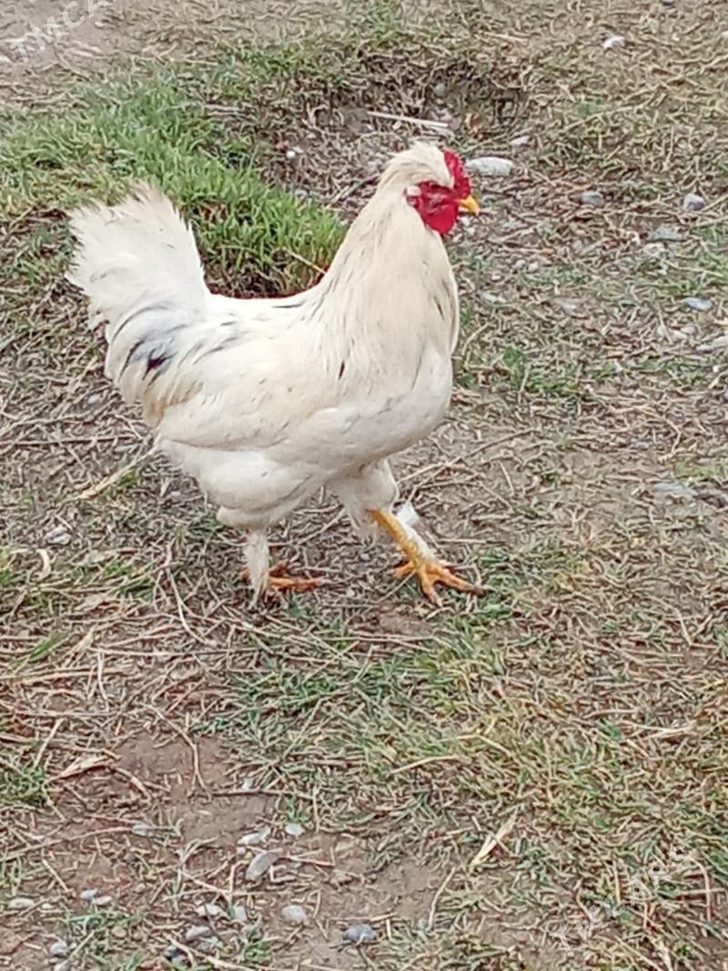 Towuk - Яшлык - img 1