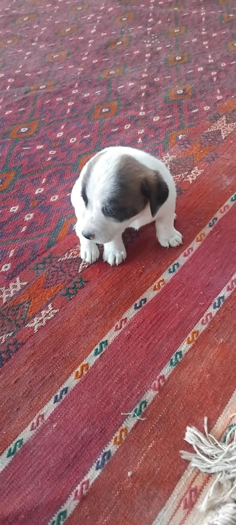 zavok paroda - Туркменабат - img 1