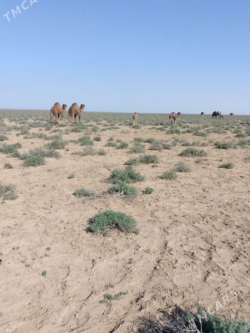 oy haywanlary - Bereket - img 1