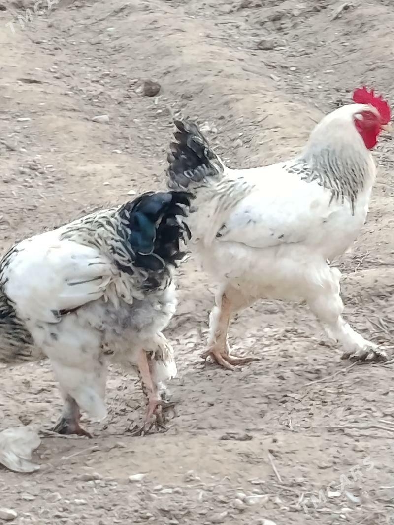 Brama horaz - Türkmenbaşy - img 1