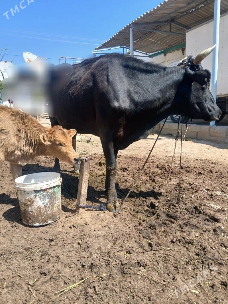 Göleli sygyr hem bogaz - Aşgabat - img 1