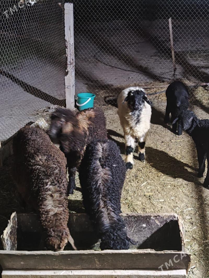 Goyunlar guzular toklular - Mary - img 1