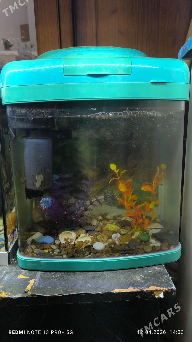 Akwaryum - Ашхабад - img 1