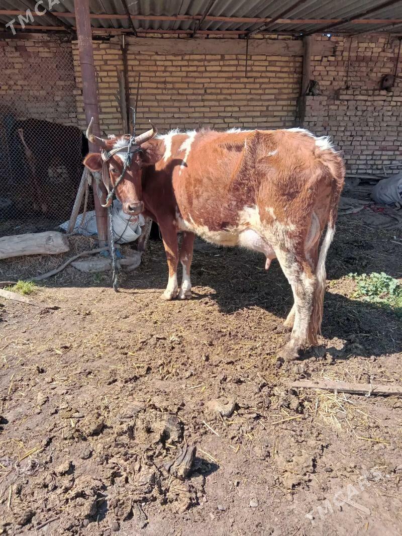 uly gòleli sygyr - Байрамали - img 1