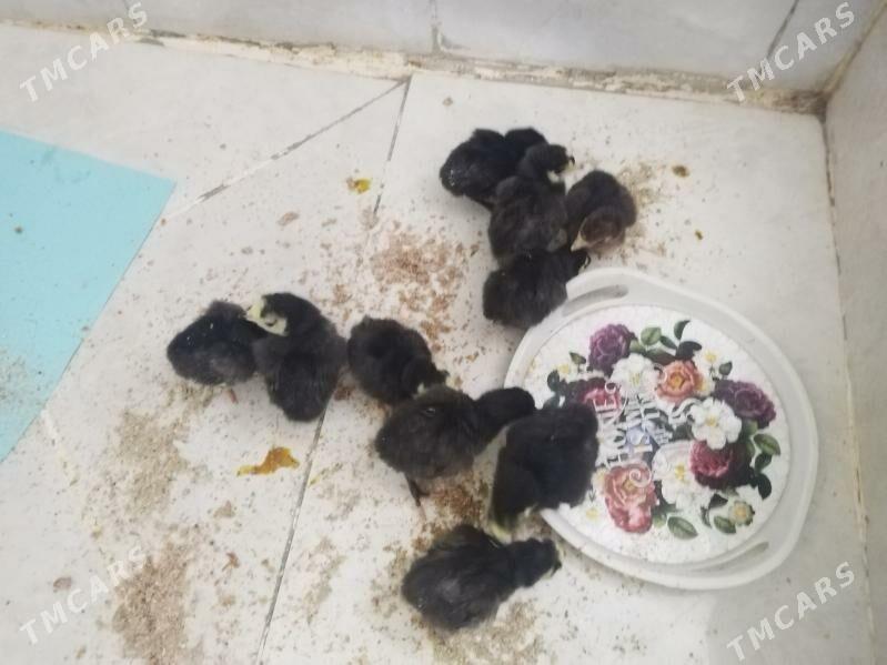 iduk - Туркменбаши - img 1