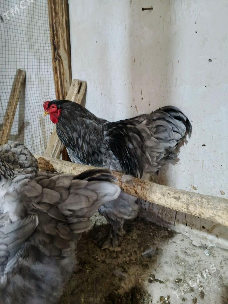 blu brama - Daşoguz - img 1