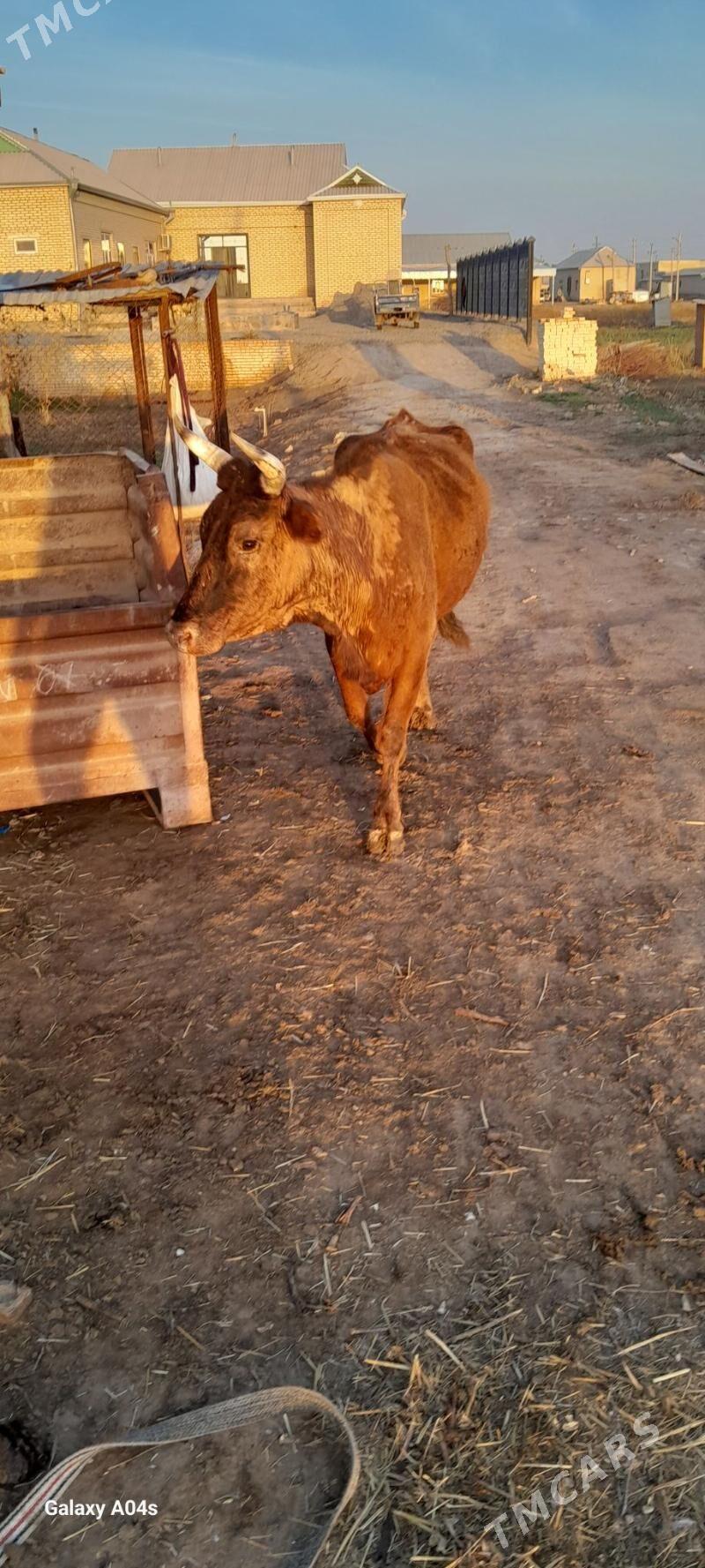 gölely sygyr - Векильбазар - img 1