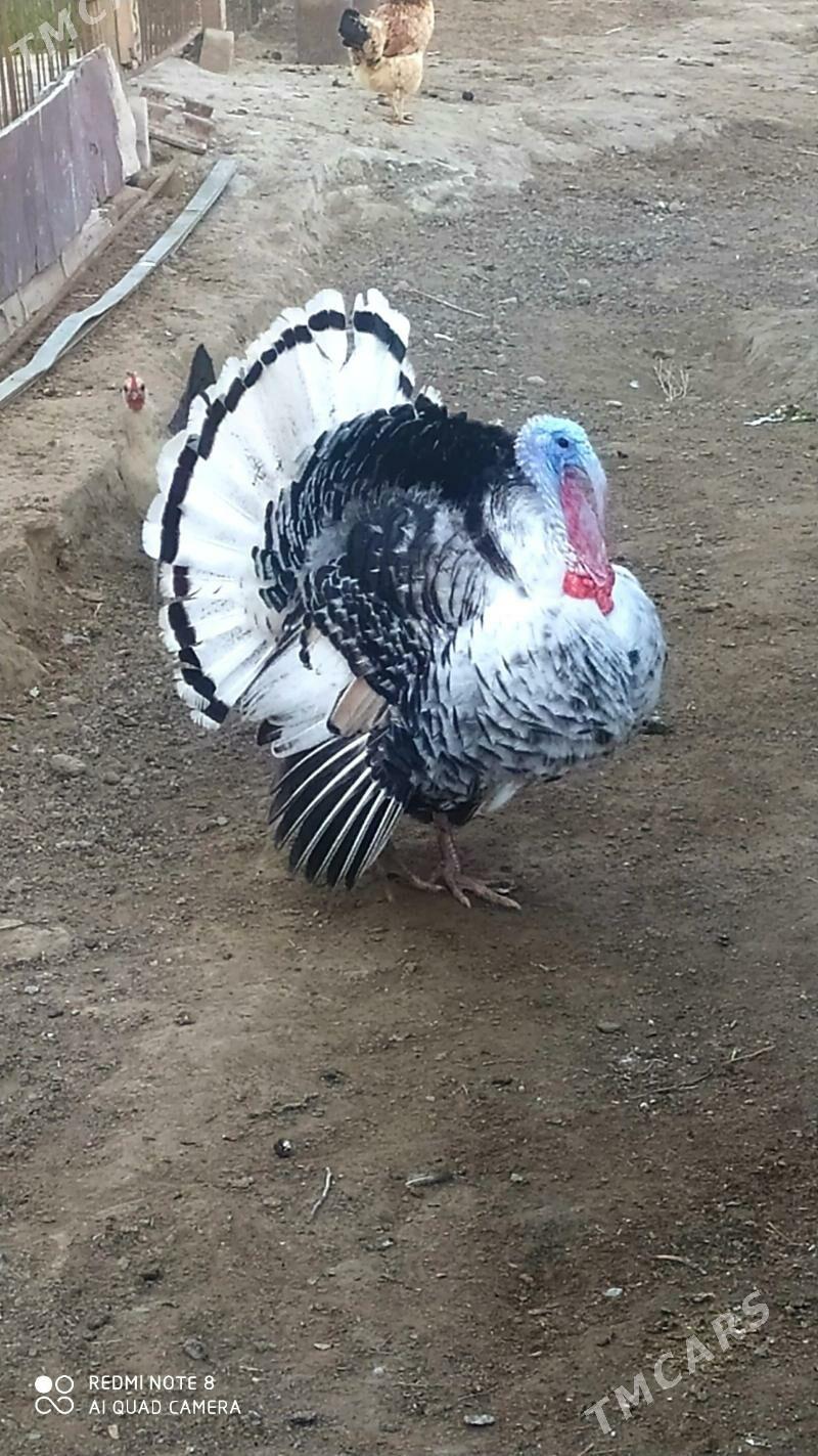 induk - Берекет - img 1